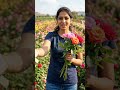 મારા સુંદર ગુલાબના બગીચાની મુલાકાત 🌹 | My Beautiful Rose Garden