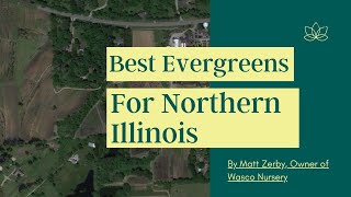 Best Evergreen Trees for the Midwest