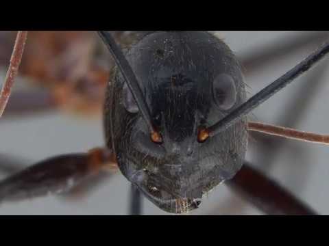 Самый большой и необычный муравей! 120 пар хромосом!