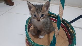 Cute Kitten Rescue 😘💕 #livestreaming #youtubelive #cat  #kitten #cute
