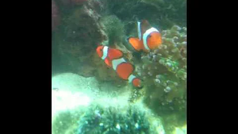 Nemo mating