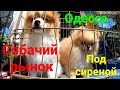 Собачий рынок Одесса. День шпица. Рынок животных. Староконка.