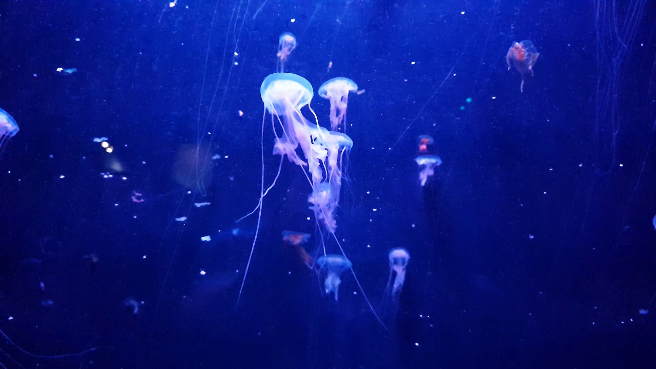 Jellyfish 2 - Paris Aquarium