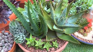 All Aloe Succulent Arrangement by SUCCULENT CRAVINGS by Vic Villacorta 1,219 views 10 days ago 5 minutes, 1 second