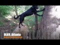 Amazing Pup Holding a Place and Touch | Shepherd Mix | Dog Training Atlanta Amazing Pup Holding a Place and Touch | Shepherd Mix | Dog Training Atlanta