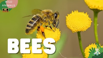 All About Bees for Kids | Discover How Bees Live, Work, and Make Honey! 🐝 | CuteKidsTV