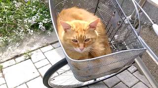 自転車のカゴで丸くなるモフモフの茶トラ猫