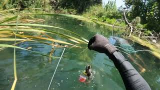 DANGEROUS TILAPIA HUNTING IN RIVER AND THIS HAPPEN MONSTER TILAPIA CATCH 