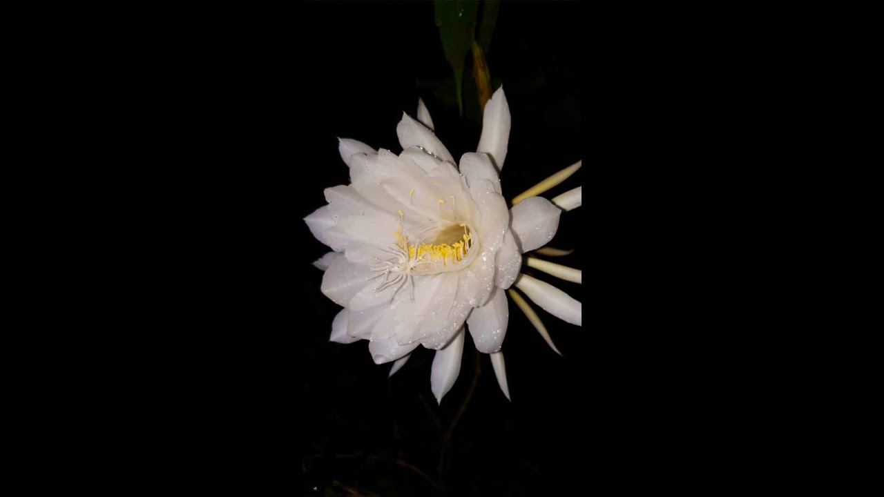 Princess of the Night Secret Kaduful Flower Blooming (Epiphyllum oxypetalum)