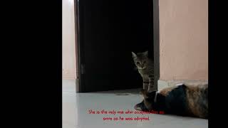 Dev's 💖 for copper// cat by (K)CAT(D) 20 views 2 months ago 1 minute, 10 seconds