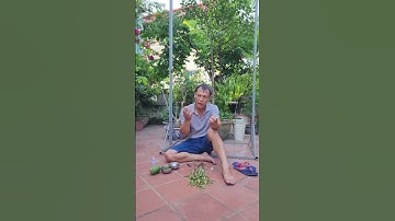 hướng cách sơ cứu rắn độc cắn ,vào những vị chí khó garo (phần 2)