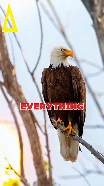 The Eagle That Rules the Sky 🦅#BaldEagle#NaturePower#BirdOfPrey#WildlifeShorts#AnimalFacts