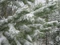 Серебряная мелодия зимы. Silver melody winter.