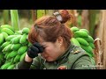 Harvest 1000+ Banana -- Píton Gigante Invade A Fazenda E Um Resgate De Tirar O Fôlego