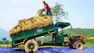 Use Truck To Transport Rice During Harvest  Taking care of animals on the farm | Daily Farm