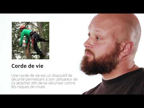 Vidéo: Qu'est-ce qu'un bon arbre à grimper ?