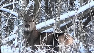 Олени в лесу. Последний красивый снег || Red deer in the forest. Last snow