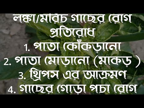 ভিডিও: খোলা মাঠে মরিচ জল দেওয়া