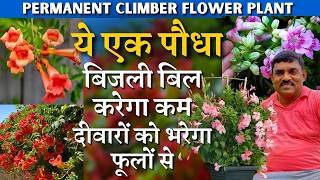 ये एक पौधा बिजली बिल करेगा कम और दीवारों को भरेगा फूलों से  | Trumpet Vine Flower | Permanent Flower