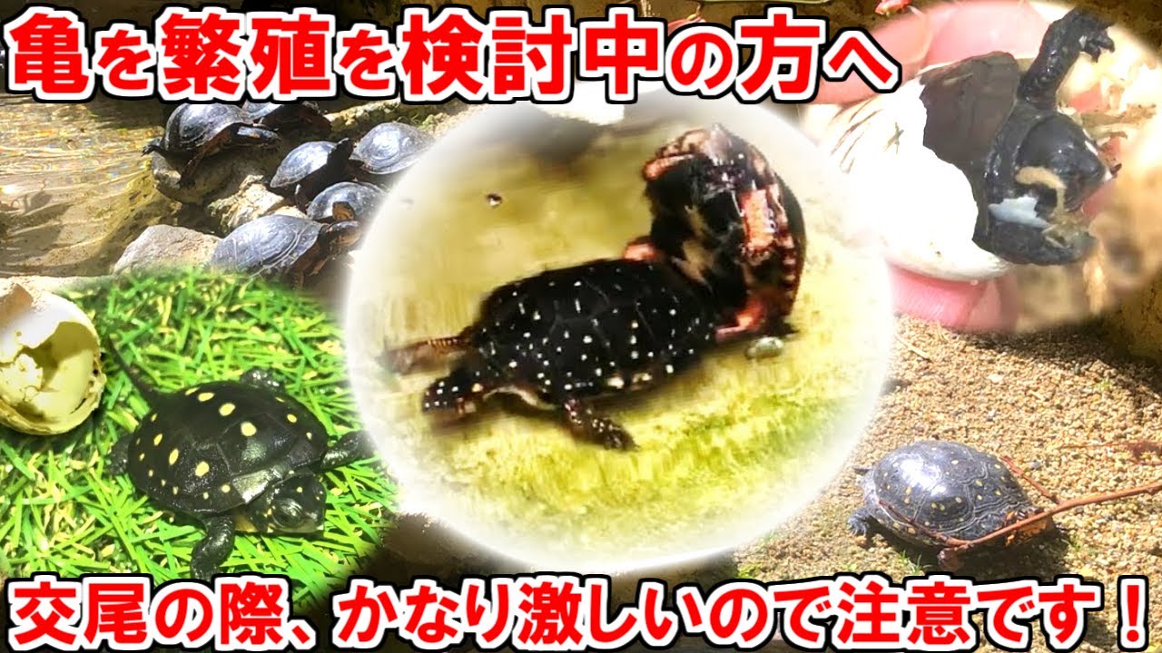 亀の交尾 亀の繁殖を検討中の方へ キボシイシガメの交尾の際の注意点 激しい怒り Youtube