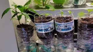 Easy, cheap DIY seed starting system made from water bottles