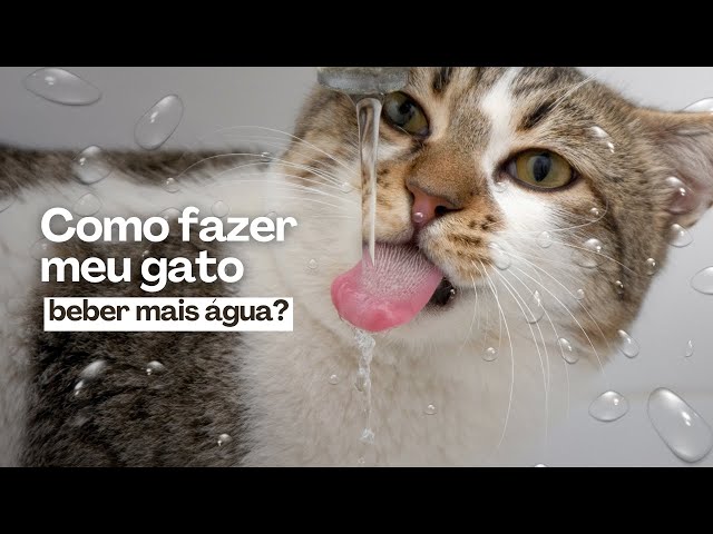 Você sabia que seu gato pode estar desidratado e você nem percebeu?