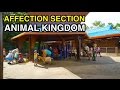 [4K] Affection Section - Petting Zoo on Rafiki : Animal Kingdom (Orlando, FL)