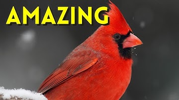 The Amazing Northern Cardinal