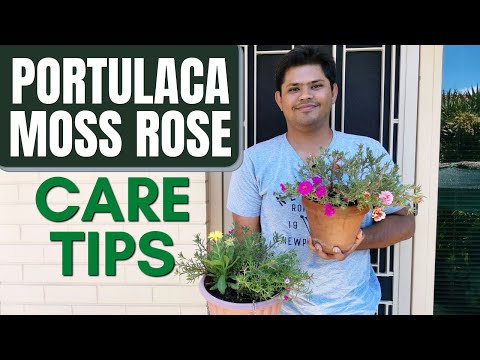 Vídeo: Portulaca en test: cuidar les plantes de Portulaca cultivades en contenidors