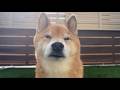 散歩と誘うと日本一虚無の顔をする柴犬
