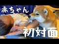【柴犬】赤ちゃんをみた犬の反応は？ソワソワする… | Vlog#31