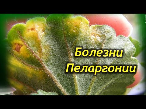 10 типичных болезней Герани! Как вылечить Пеларгонию?