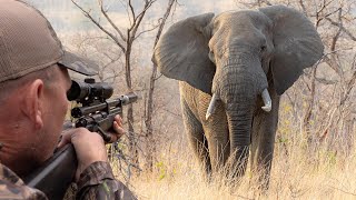 Giant African ELEPHANTS being darted for Conservation! (3,000,000 Subscribers) ft. Chopper Dundee!