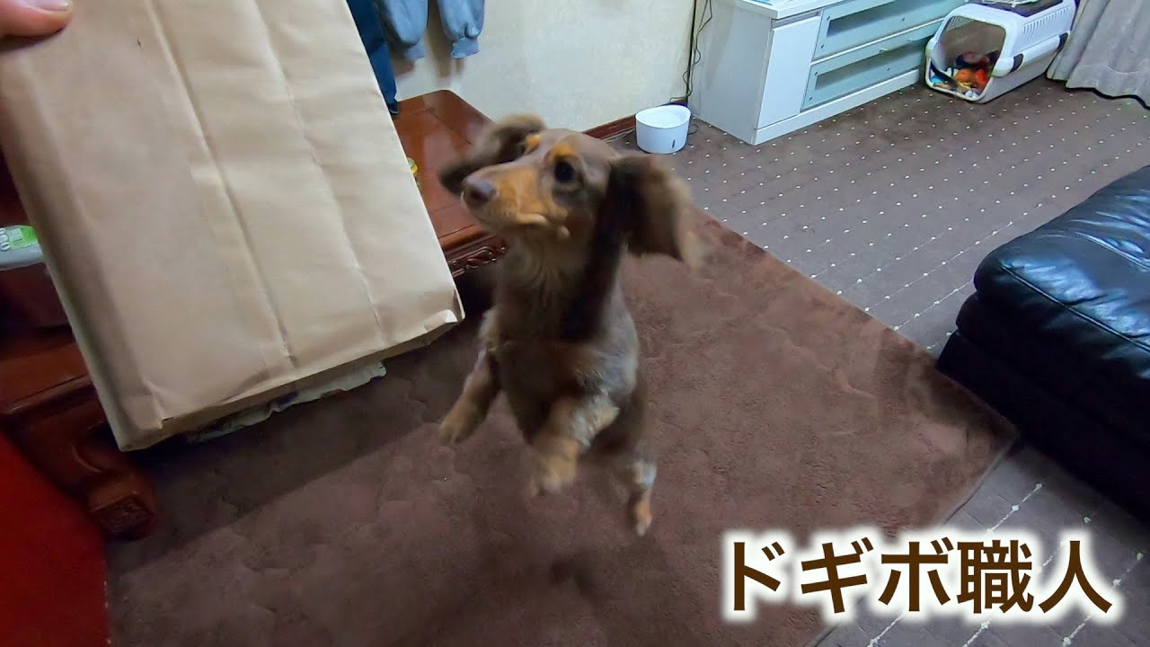 箱を見ただけで何か付いてしまうドギボ職人【ミニチュアダックス】