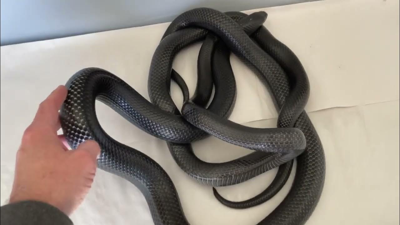 Pair of Black Milk snakes (no lock yet) YouTube