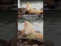 Massively cute sea lion Chonkers makes a splash in San Francisco