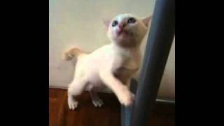 Coco The Cat Standing On Two Feet