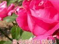 薔薇の涙 沢田正人 cover