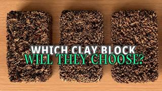How Much Yellow Clay Do Racing Pigeons Actually Prefer? (The 14-Day Grit Experiment)