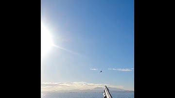 No I know canvasbacks are the fastest ducks,Watch this! #duckhunting #hunting #duck #waterfowl