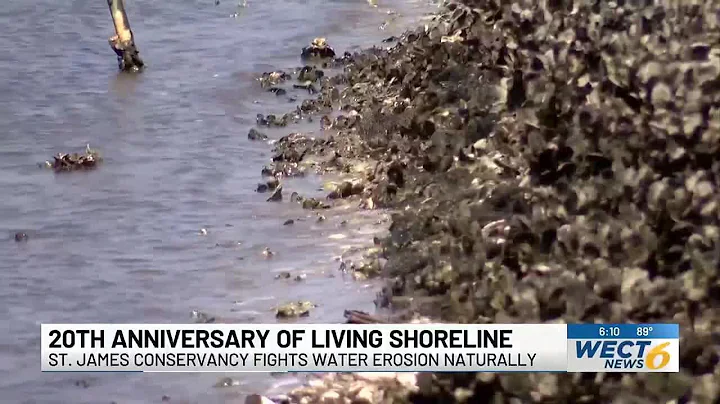 20 Years, 850 bags of oysters: How a small town is rebuilding the coastline naturally