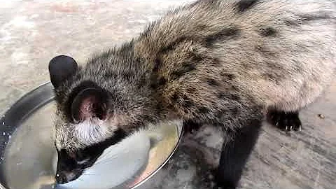 Watch the video about Civet Cat's Feeding Frenzy! Cute Asian Animal's Excited Feeding Milk