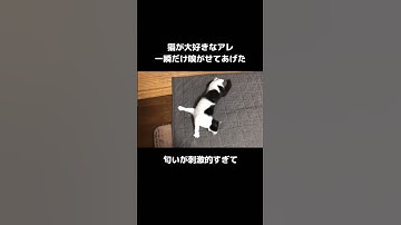 吸ってみな、飛ぶぞ #マタタビ #猫 #shorts