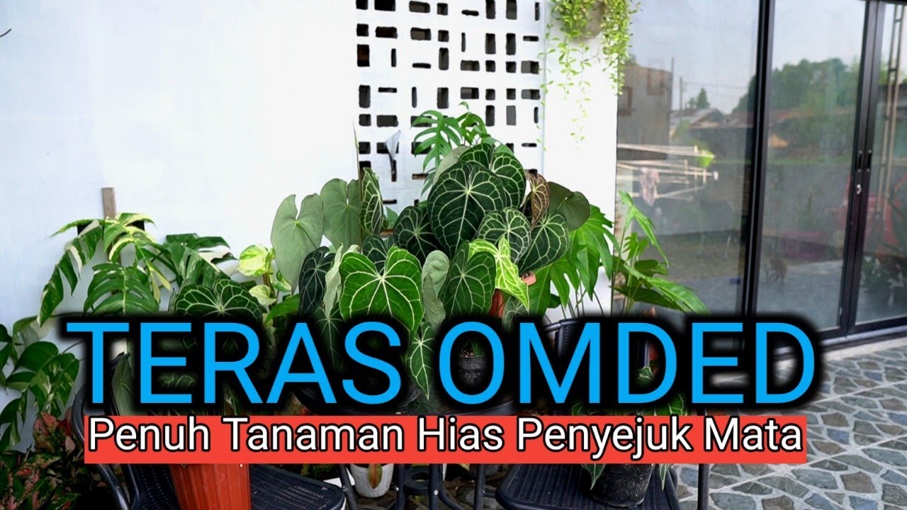 Задняя терраса дома Омдед.