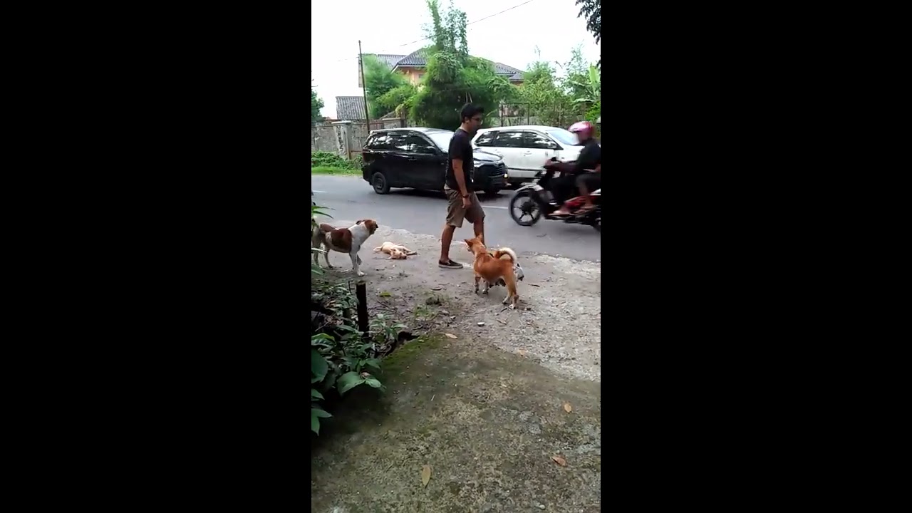 Viral Cewek Cantik Nabrak Anjing Lihat Reaksi Anjing Lainya Youtube