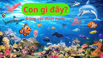 📺 Bé xem và học nói tên: Các loài vật dưới nước (P1) | Con gì đây? 🐠Cá Hề, Rùa, Mực, Cá Heo, Sứa,...