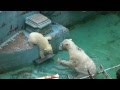 ホッキョクグマの赤ちゃん「モモ（百々）」とお母さんのバフィン(2) Baby Polar Bear at Tennoji Zoo