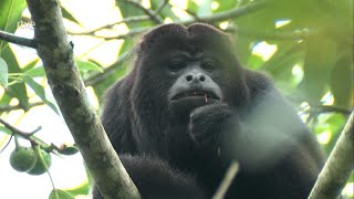 LOS ULTIMOS PRIMATES MEXICANOS | Documental