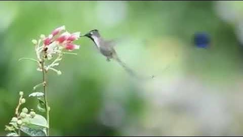 سورة الليل | الشيخ هشام الهراز Shk. Hisham Al Hiraz  | Surah Al Lail