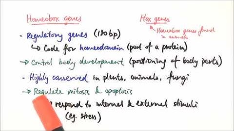 A2 Biology - Homeobox genes (OCR A Chapter 19.3)